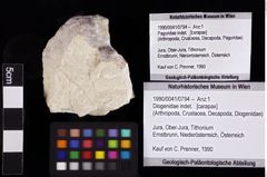 Foto (Objket + Etiketten) von Diogenidae indet. 